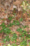 Canadian blacksnakeroot